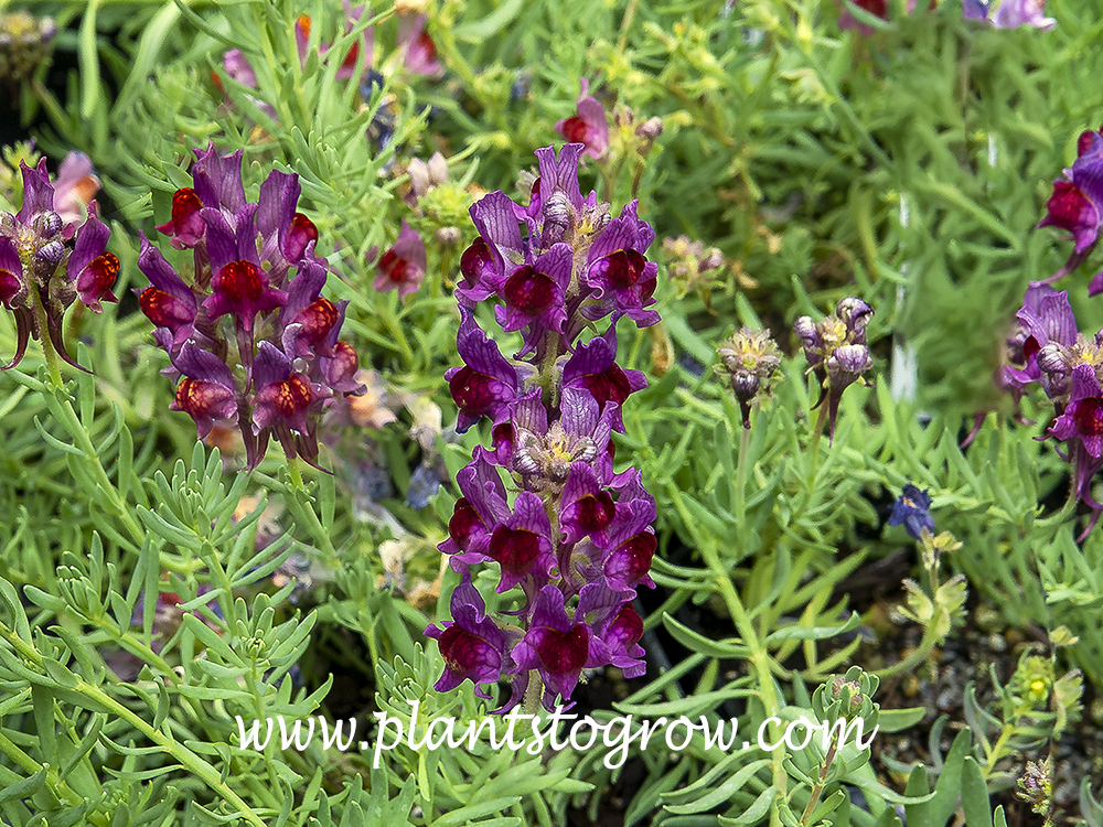 Alpina Toadflax (Linaria alpina) 
A low growing plant with purple A Snapdragon like flowers. A good plant for rock gardens. Short lived perennial or biennial.